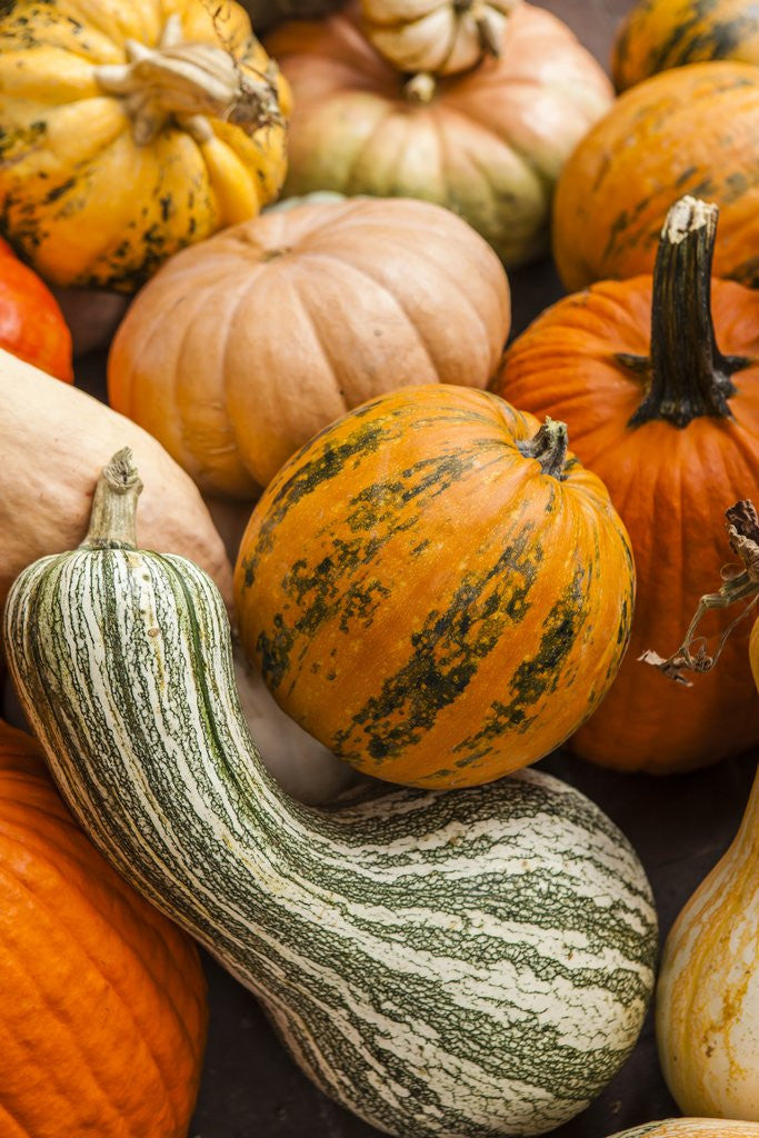 Detail of Pumpkins, gouds and winter squash for sale by Anonymous