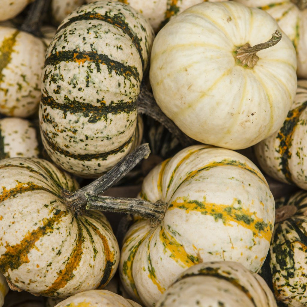 Detail of Pumpkins, gouds and winter squash for sale by Anonymous