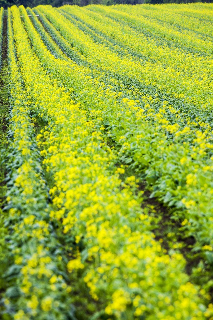 Detail of Farming in the Willamette Valley of Oregon by Anonymous
