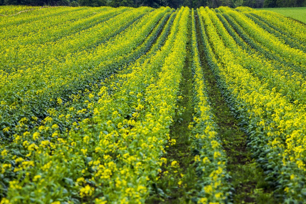 Detail of Farming in the Willamette Valley of Oregon by Anonymous