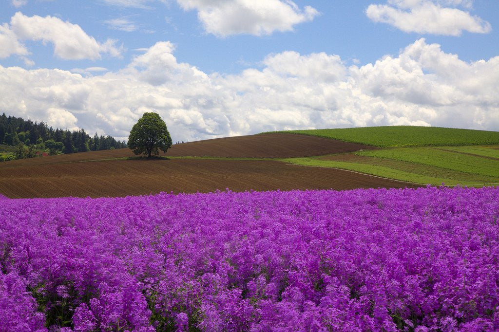 Detail of Dame's rocket and fields in the Willamette Valley of Oregon by Anonymous