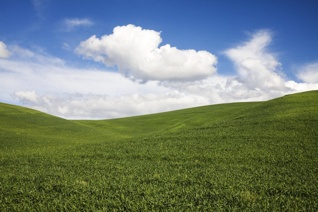 Detail of Rolling Hills of Green Spring Wheat and puffy Clouds by Anonymous