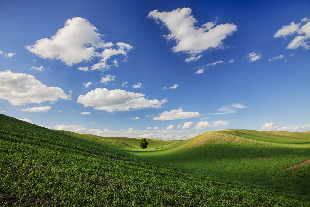 Detail of Rolling Wheat Fields with Lone Tree by Anonymous