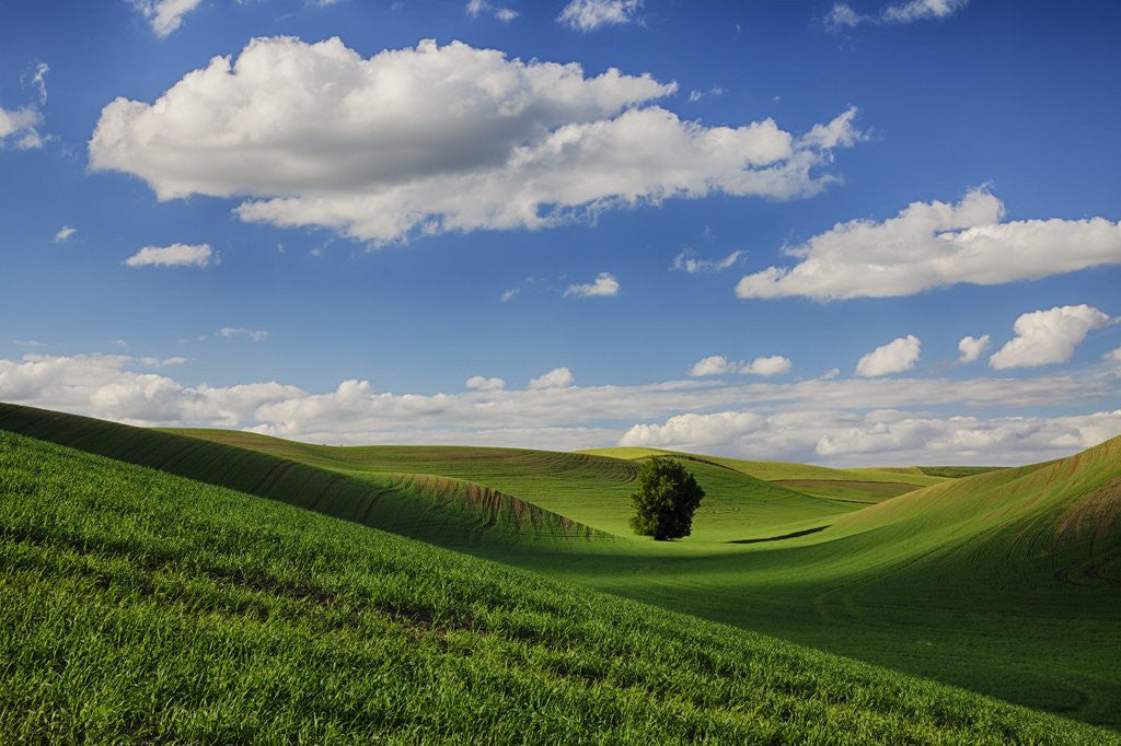 Detail of Rolling Wheat Fields with Lone Tree by Anonymous