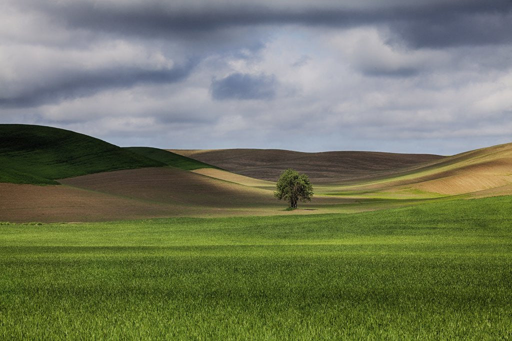 Detail of Rolling Wheat Fields with Lone Tree by Anonymous
