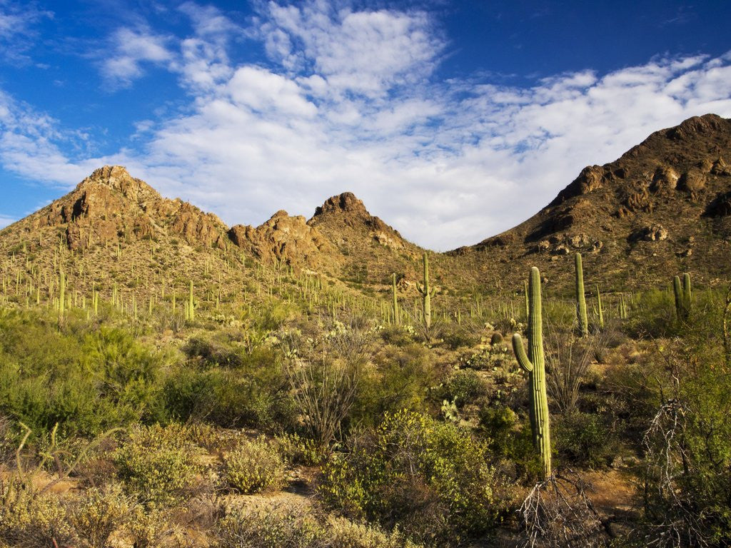 Detail of Sonoran Desert and Mountains of the Saguaro National Park by Anonymous