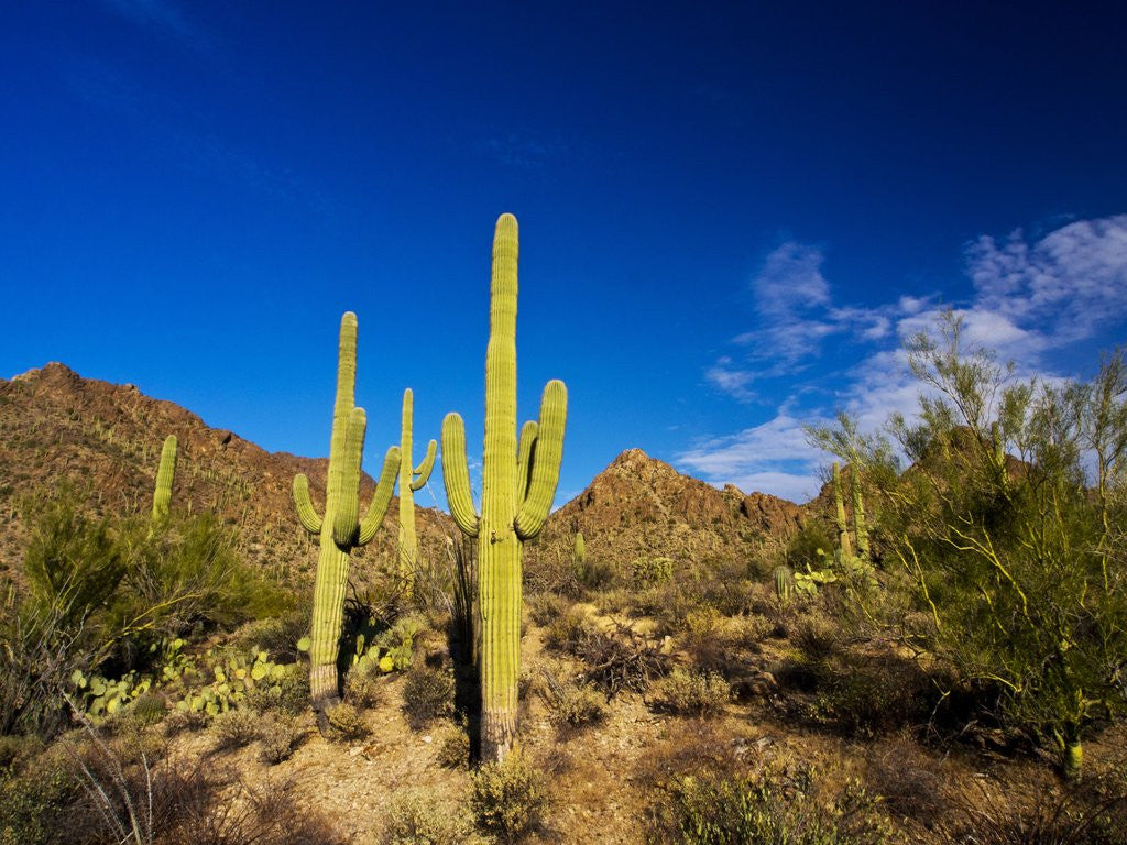 Detail of Sonoran Desert and Mountains of the Saguaro National Park by Anonymous
