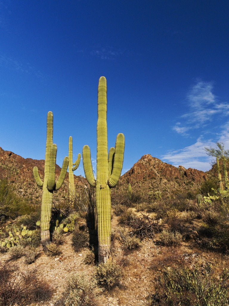 Detail of Sonoran Desert and Mountains of the Saguaro National Park by Anonymous