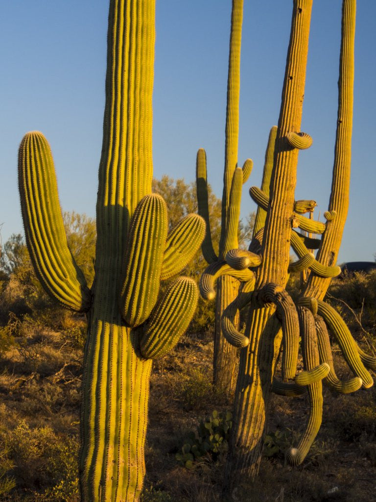 Detail of Sonoran Desert of the Saguaro National Park by Anonymous