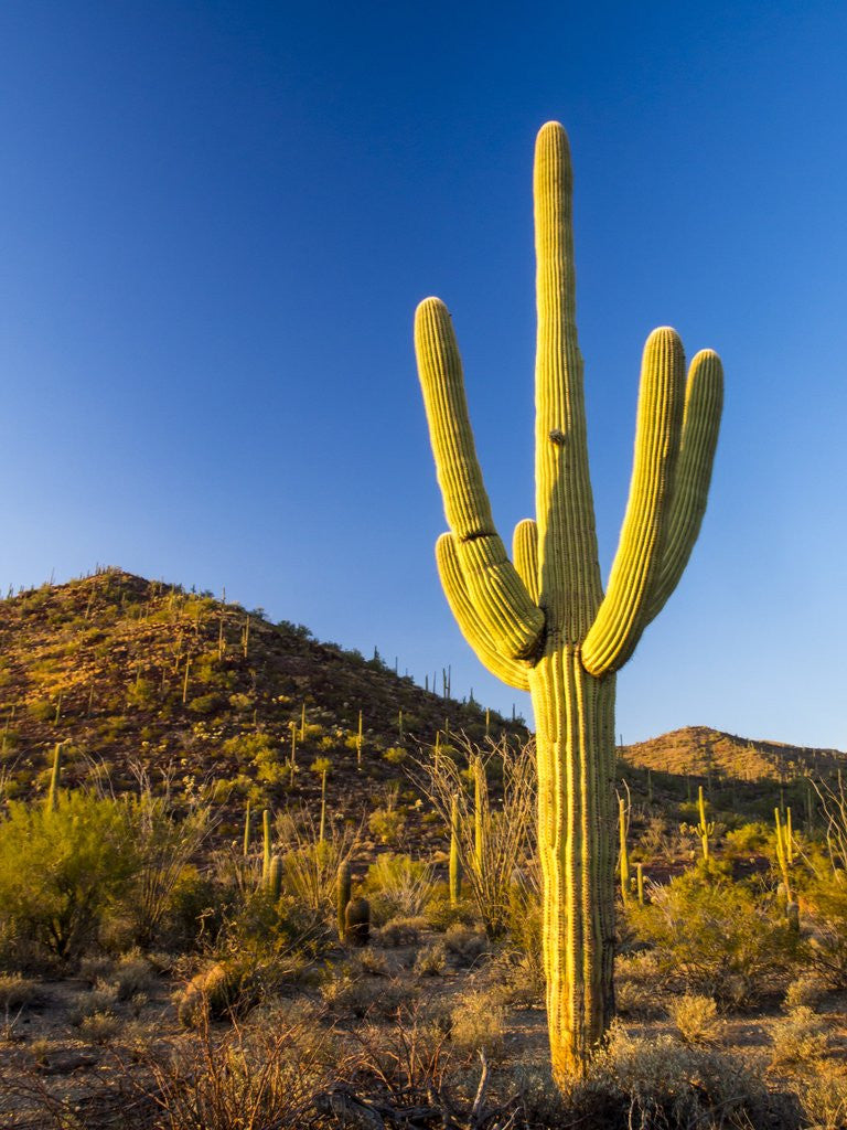 Detail of Sonoran Desert and Mountains of the Saguaro National Park by Anonymous