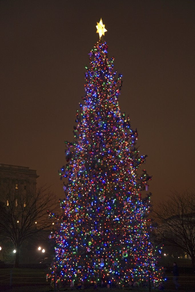 Detail of Capitol Christmas Tree at dusk in front of U.S. Capitol, Washington D.C. by Anonymous