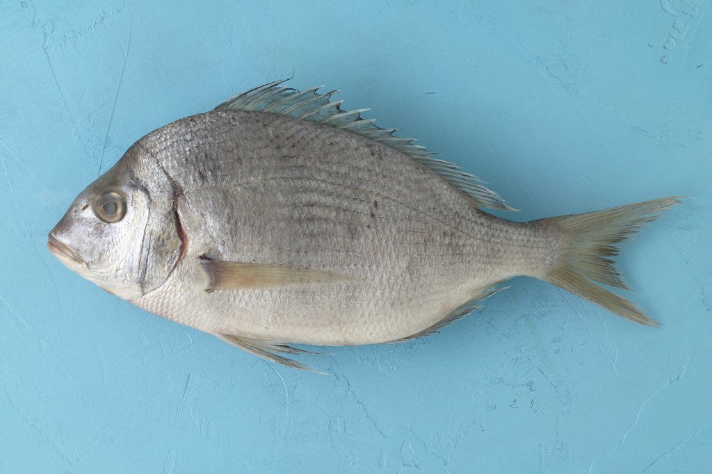 Detail of White fish by Anonymous