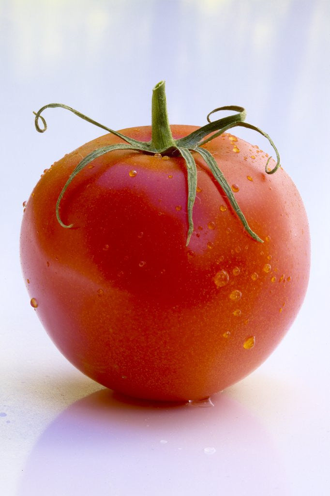Detail of Tomato by Anonymous