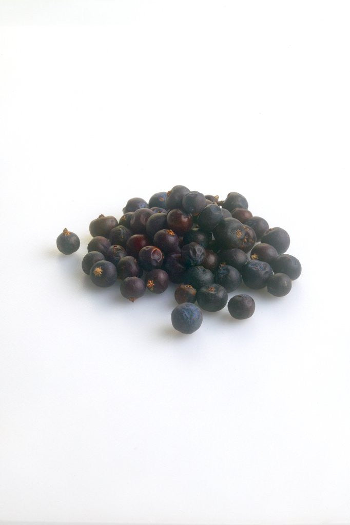Detail of Juniper berries by Anonymous
