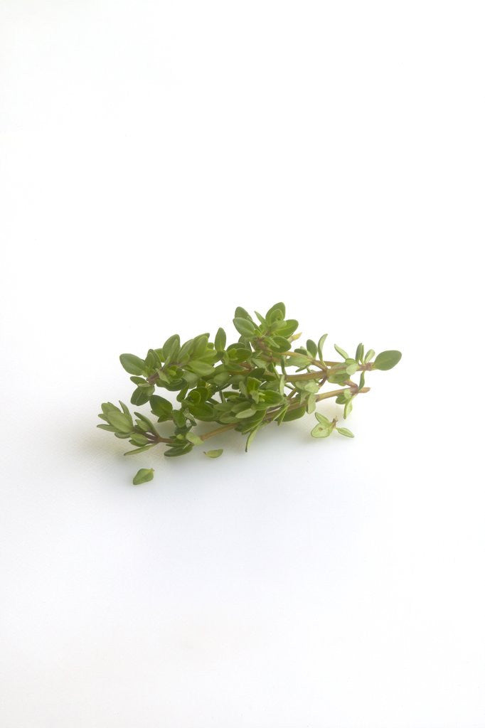 Detail of Lemon thyme sprigs by Anonymous