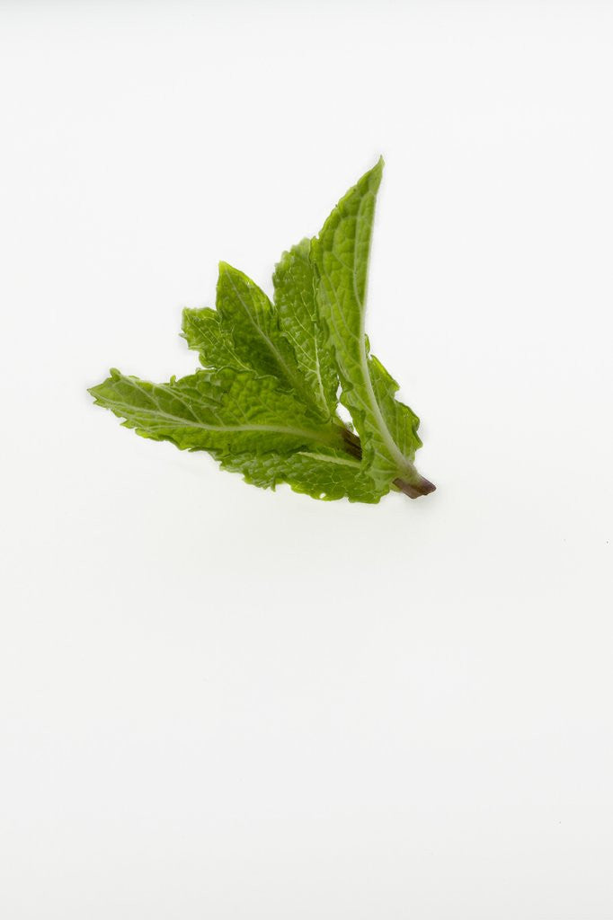 Detail of Mint by Anonymous