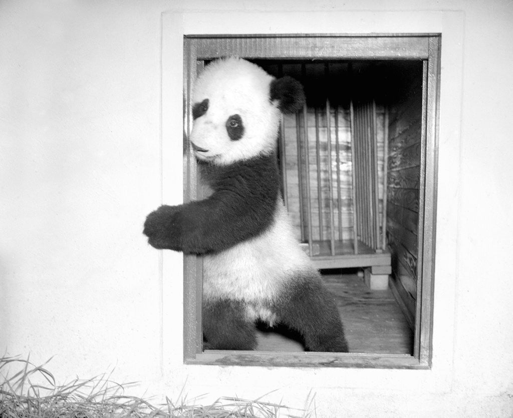 Detail of Giant panda Su-Lin at the Brookfield Zoo in Illinois, USA, ca. 1937 by Anonymous