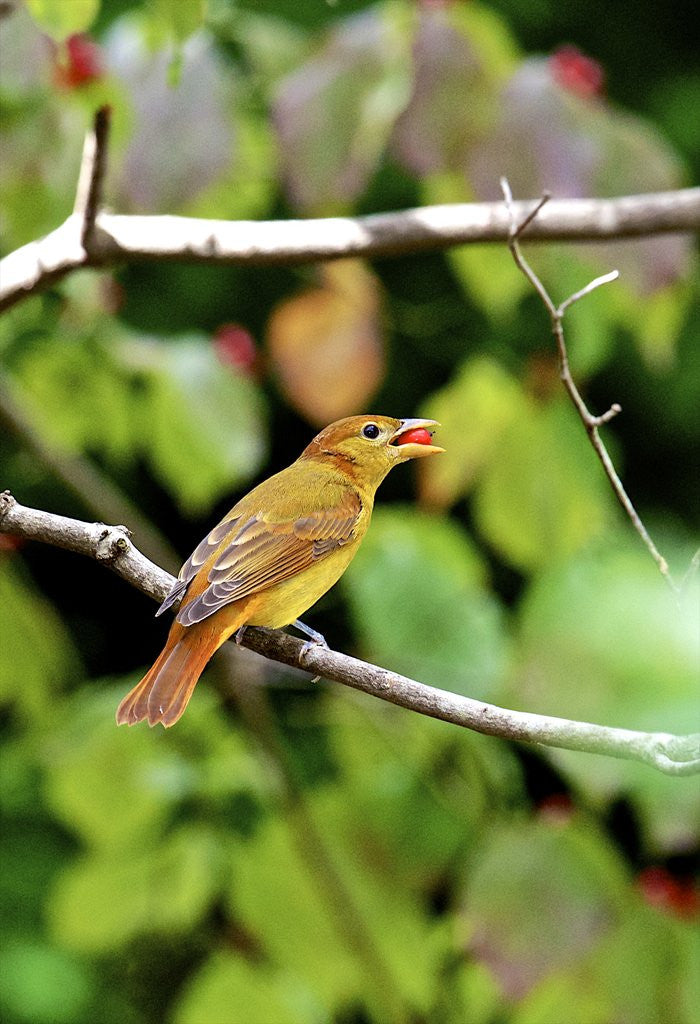 Detail of Summer Tanager feeding on dogwood berry by Anonymous