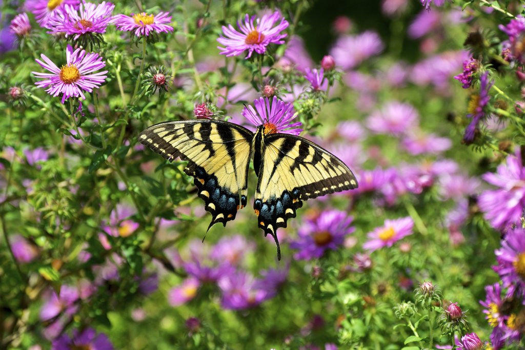 Detail of Fluted Swallowtail butterfly on flower by Anonymous