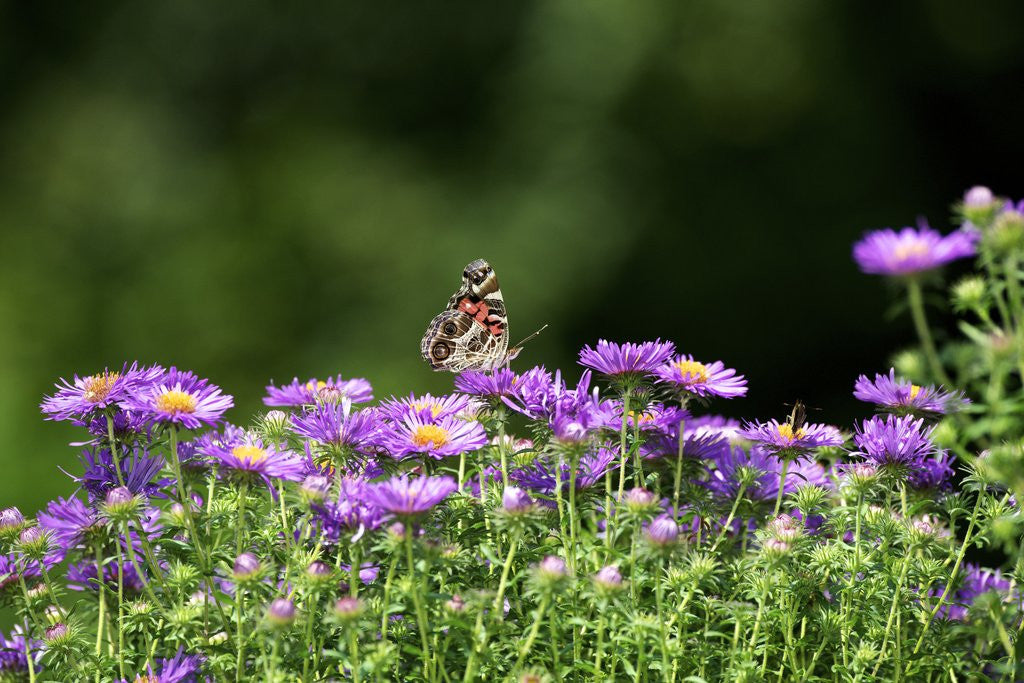 Detail of American Painted Lady (Vanessa virginiensis) on flower by Anonymous
