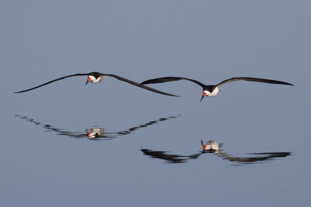 Detail of Pair of flying Black Skimmers by Anonymous
