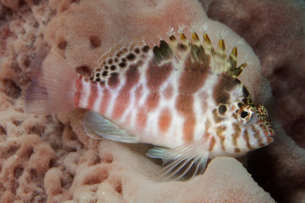 Detail of Dwarf Hawkfish by Anonymous