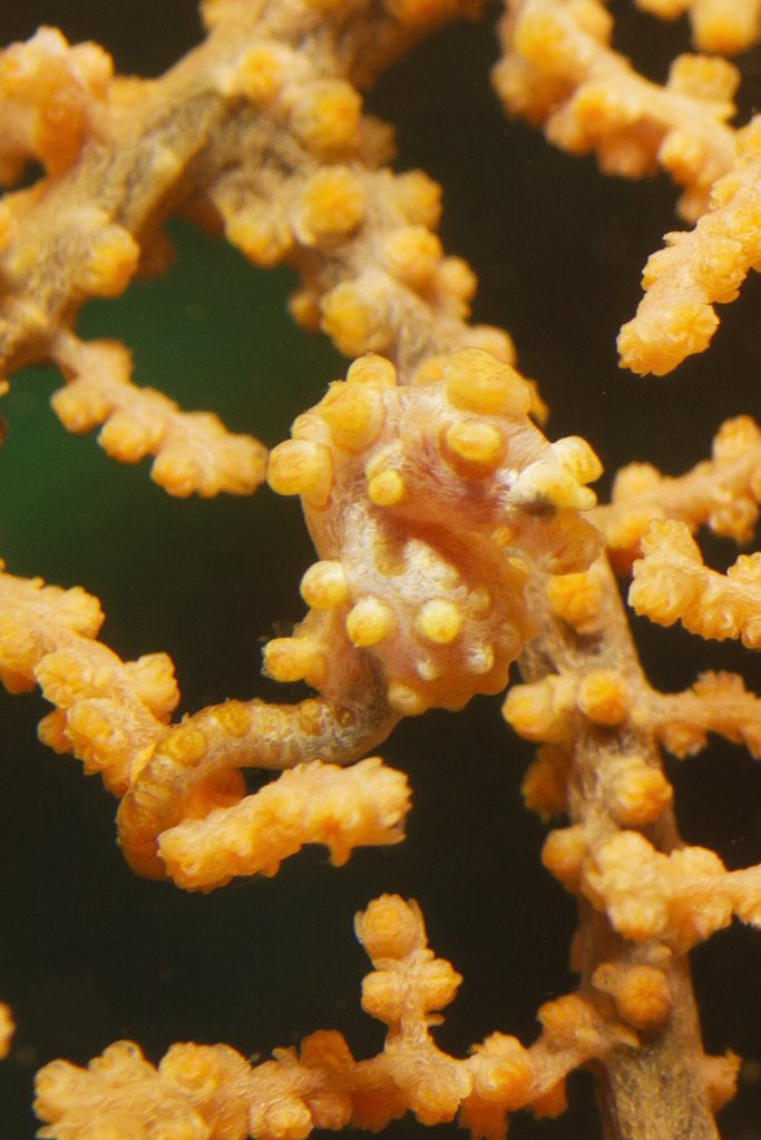 Detail of Pygmy Seahorse by Anonymous