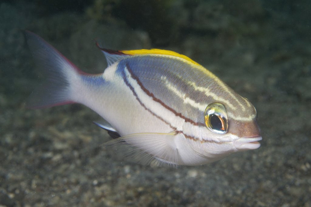 Bridled Monocale Bream by Corbis