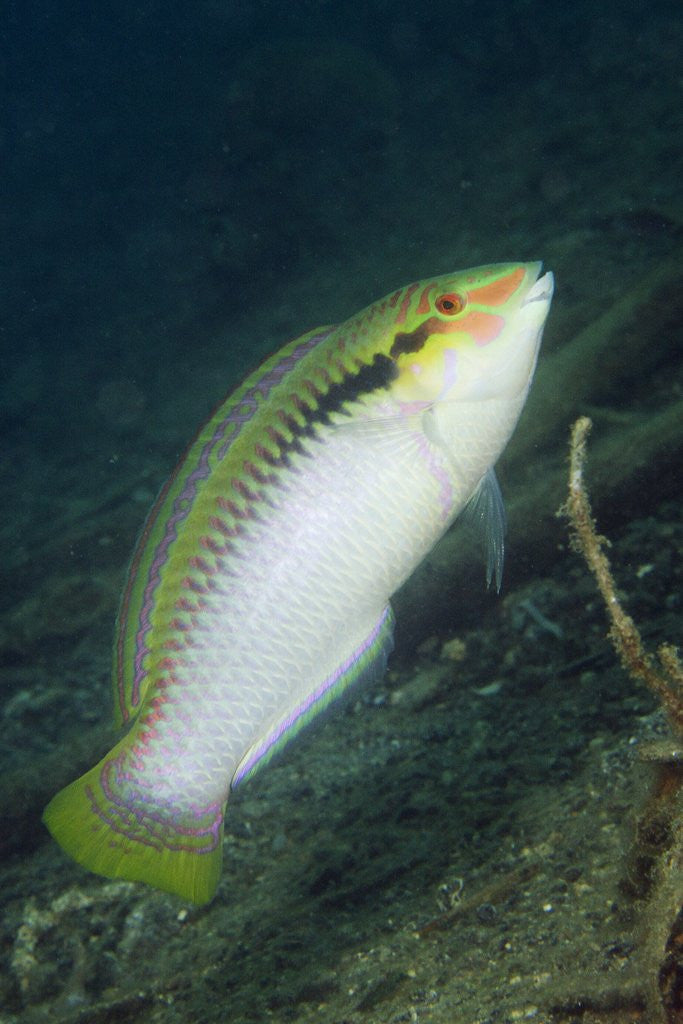 Detail of Zigzag Wrasse by Anonymous