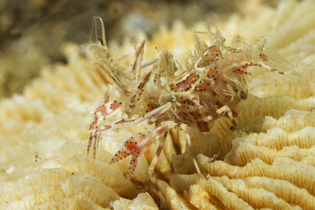 Detail of Spiny Tiger Shrimp by Corbis
