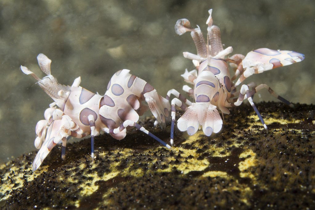 Detail of Pair of Harlequin Shrimp by Anonymous