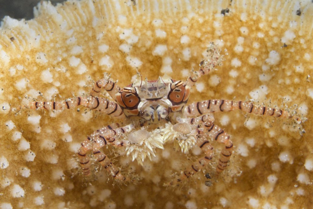 Detail of Mosaic Boxer Crab by Anonymous
