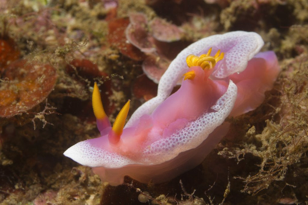 Detail of Robe Hem Hypselodoris by Anonymous