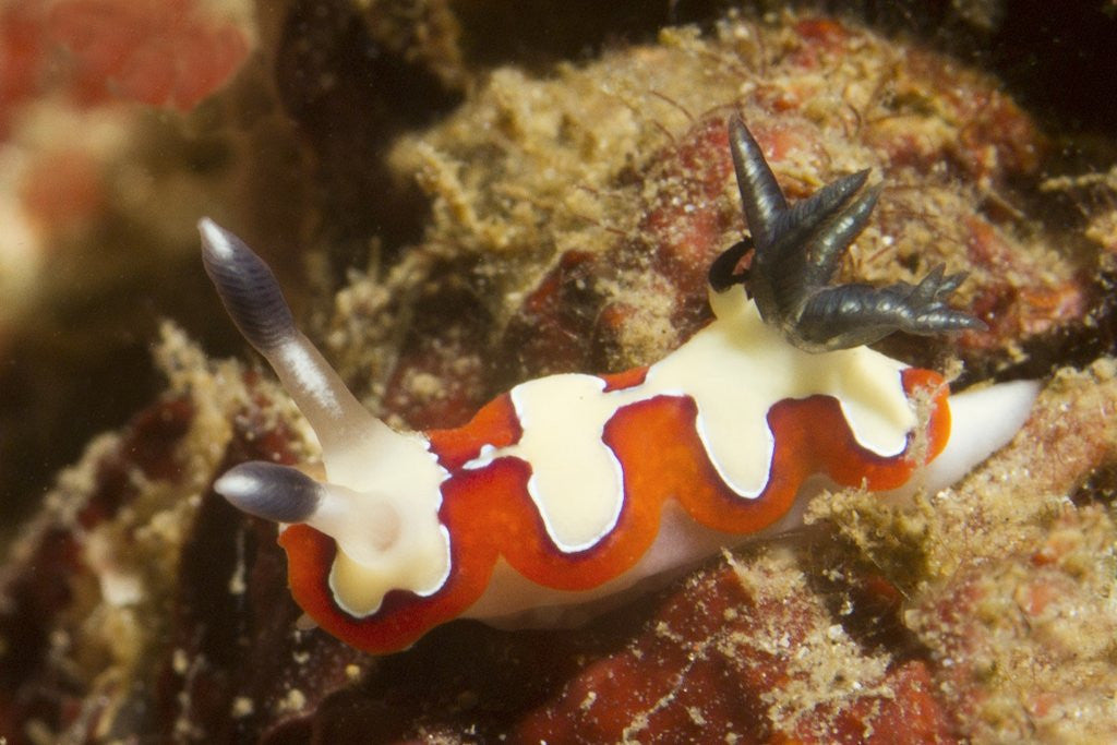 Detail of Creamy Chromodoris by Anonymous
