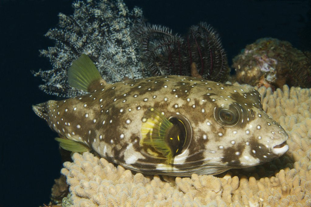 Detail of White-Spotted Puffer by Anonymous