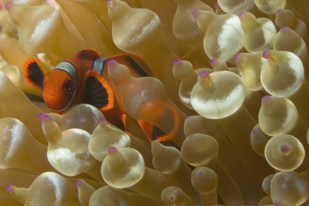 Detail of Spinecheek Anemoneifsh by Anonymous