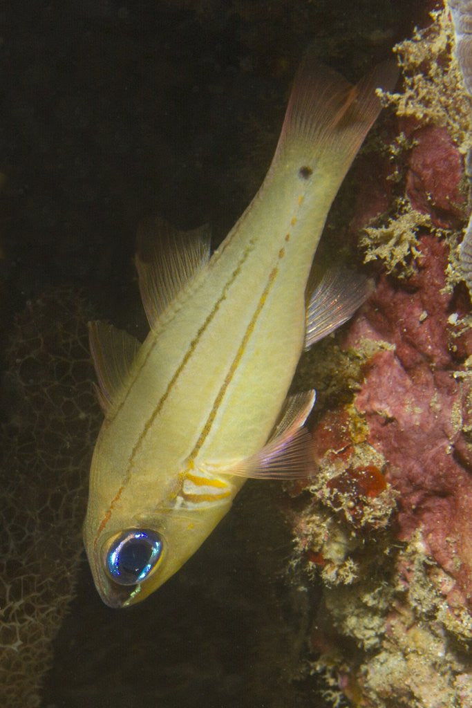 Detail of Spotgill Cardinalfish by Anonymous