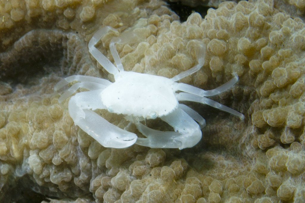 Detail of Crowned Coral Crab by Anonymous