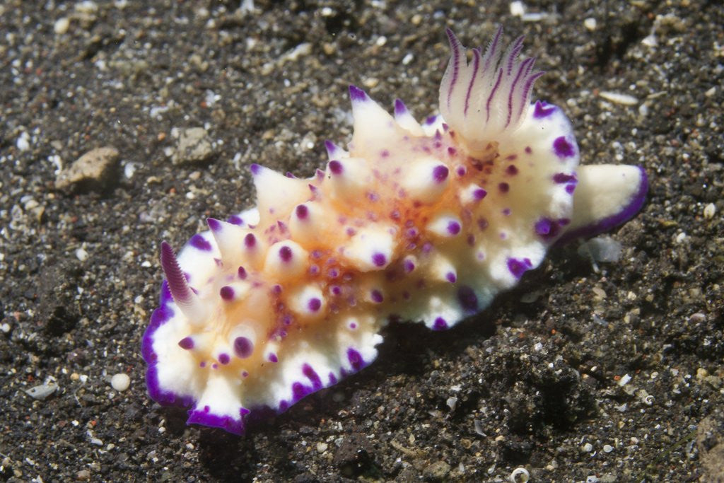 Detail of Bumpy Mexichromis by Anonymous