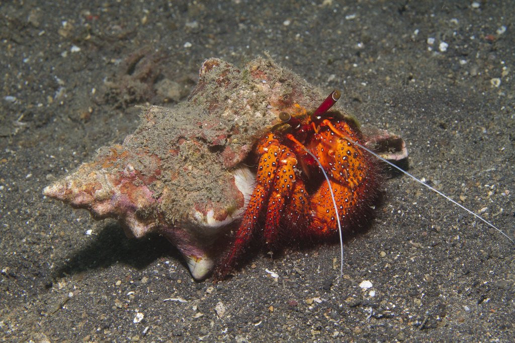 Detail of White-Spotted Hermit Crab by Anonymous