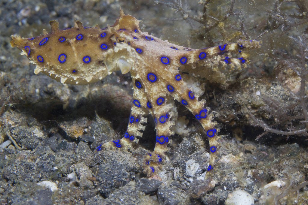 Detail of Blue-Ringed Octopus by Anonymous