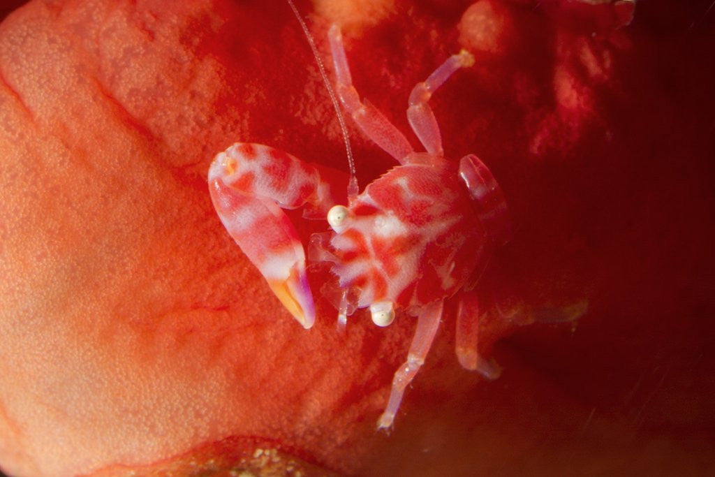 Detail of Soft Coral Porcelain Crab by Anonymous