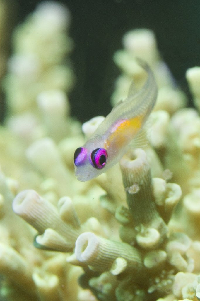 Detail of Redeye Hovering Goby by Anonymous