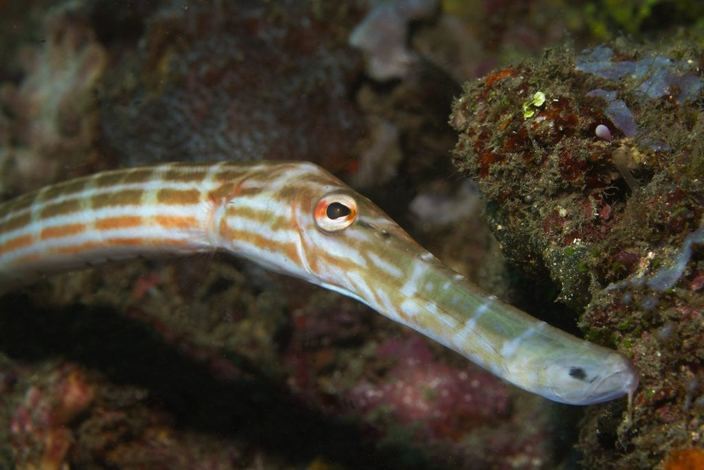 Detail of Trumpetfish closeup by Anonymous