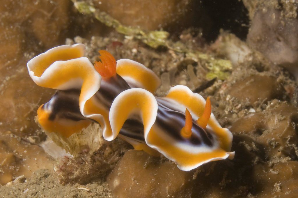Detail of Magnificent Chromodoris by Anonymous