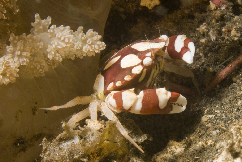 Detail of Harlequin Swimming Crab by Anonymous