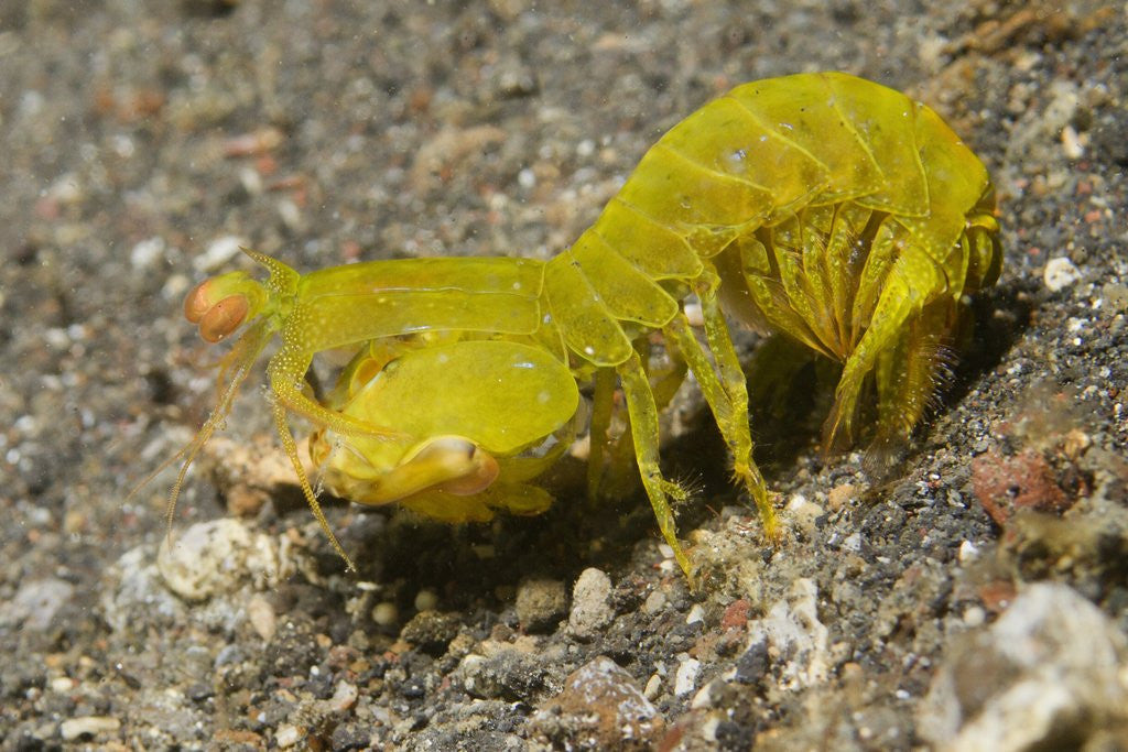 Detail of Smooth Mantis Shrimp female by Anonymous