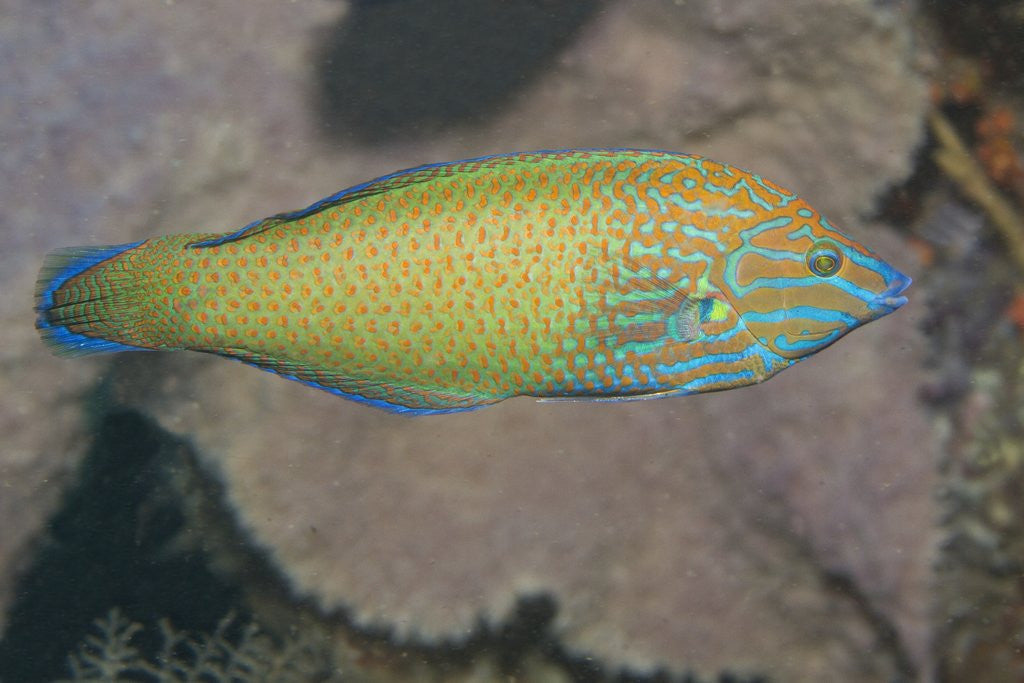 Detail of Chain-Lined Wrasse by Anonymous