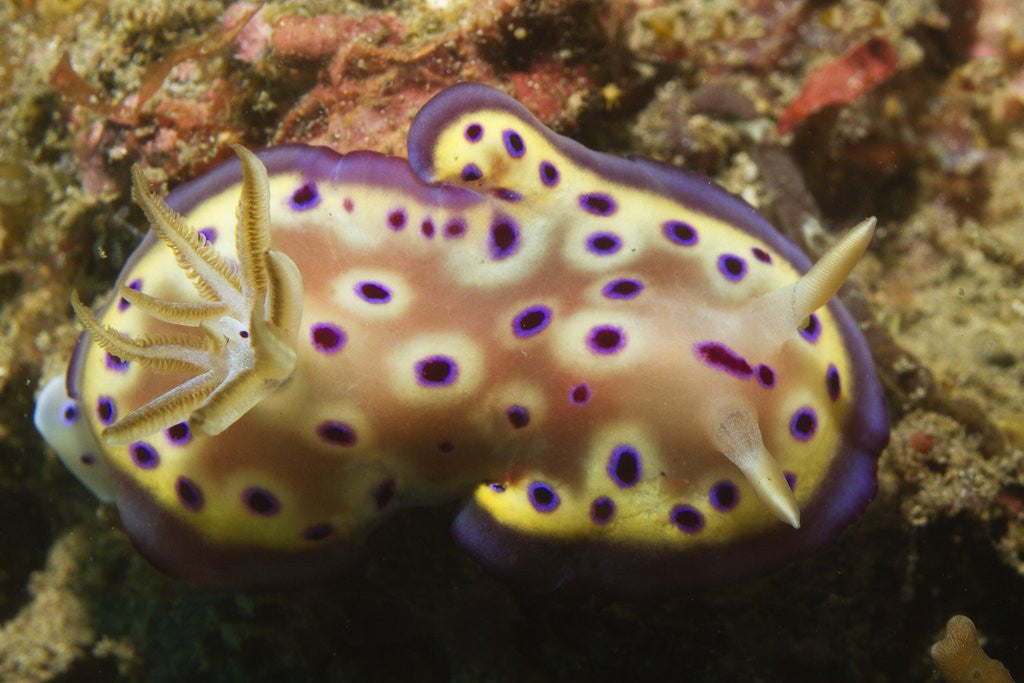 Detail of Kunie's Chromodoris by Anonymous