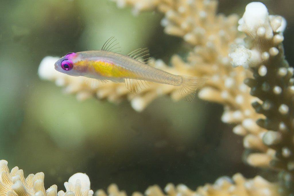 Detail of Redeye Hovering Goby by Anonymous